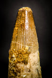 05368 - Rooted 2.21 Inch Spinosaurus Dinosaur Tooth Cretaceous