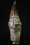 20350 - Top Huge Rooted 4.64 Inch Mosasaur (Prognathodon anceps) Tooth