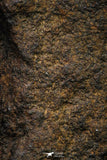 21478 - NWA Unclassified Chondrite Meteorite 26.1g Polished Section