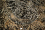 30490 - Beautiful 2.14 Inch Pseudogygites latimarginatus Upper Ordovician Trilobite - Ontario, Canada
