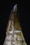 20350 - Top Huge Rooted 4.64 Inch Mosasaur (Prognathodon anceps) Tooth