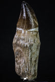 20350 - Top Huge Rooted 4.64 Inch Mosasaur (Prognathodon anceps) Tooth
