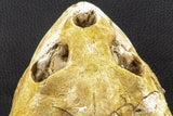 07040 - Museum Grade 5.31 Inch Complete Cretaceous Chelonioid Sea Turtle Skull
