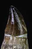 20350 - Top Huge Rooted 4.64 Inch Mosasaur (Prognathodon anceps) Tooth