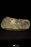 30491 - Rare 0.76 Inch Leonaspis chacaltayana Silurian Trilobite - Bolivia