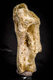 05369 - Beautiful 1.53 Inch Unidentified Reptile Vertebra Bone KemKem Beds