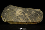 30491 - Rare 0.76 Inch Leonaspis chacaltayana Silurian Trilobite - Bolivia