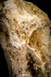 05369 - Beautiful 1.53 Inch Unidentified Reptile Vertebra Bone KemKem Beds