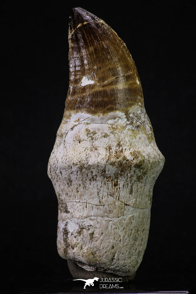 20351 - Top Huge Rooted 3.87 Inch Mosasaur (Prognathodon anceps) Tooth