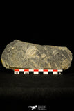 30491 - Rare 0.76 Inch Leonaspis chacaltayana Silurian Trilobite - Bolivia