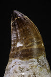 20351 - Top Huge Rooted 3.87 Inch Mosasaur (Prognathodon anceps) Tooth