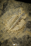 30491 - Rare 0.76 Inch Leonaspis chacaltayana Silurian Trilobite - Bolivia