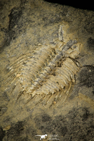 30491 - Rare 0.76 Inch Leonaspis chacaltayana Silurian Trilobite - Bolivia