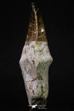 20351 - Top Huge Rooted 3.87 Inch Mosasaur (Prognathodon anceps) Tooth