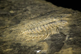 30491 - Rare 0.76 Inch Leonaspis chacaltayana Silurian Trilobite - Bolivia