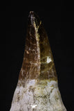 20351 - Top Huge Rooted 3.87 Inch Mosasaur (Prognathodon anceps) Tooth