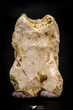 05369 - Beautiful 1.53 Inch Unidentified Reptile Vertebra Bone KemKem Beds