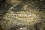 30491 - Rare 0.76 Inch Leonaspis chacaltayana Silurian Trilobite - Bolivia