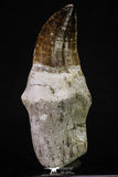 20351 - Top Huge Rooted 3.87 Inch Mosasaur (Prognathodon anceps) Tooth