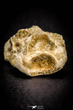 05369 - Beautiful 1.53 Inch Unidentified Reptile Vertebra Bone KemKem Beds