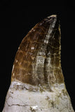 20351 - Top Huge Rooted 3.87 Inch Mosasaur (Prognathodon anceps) Tooth