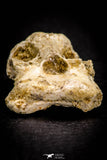 05369 - Beautiful 1.53 Inch Unidentified Reptile Vertebra Bone KemKem Beds