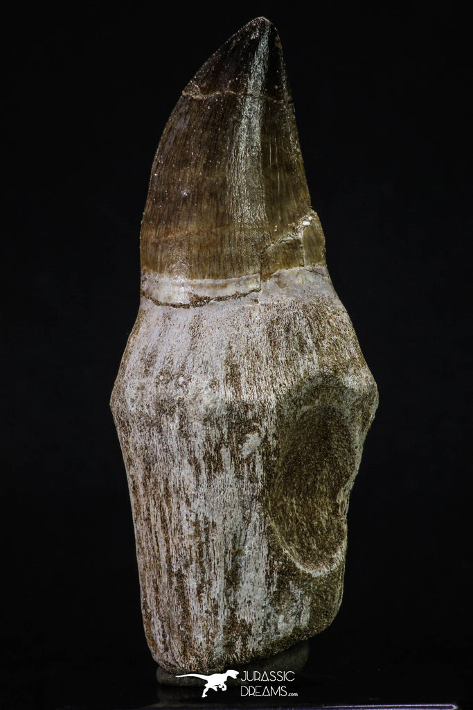 20352 - Top Huge Rooted 3.88 Inch Mosasaur (Prognathodon anceps) Tooth