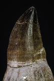 20352 - Top Huge Rooted 3.88 Inch Mosasaur (Prognathodon anceps) Tooth