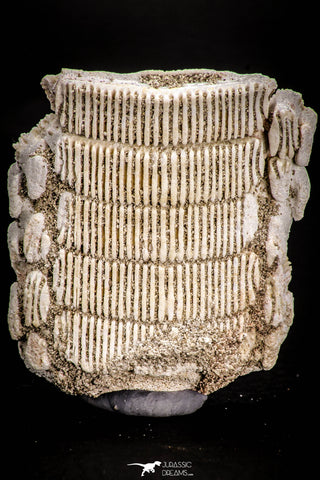 05370 - Top Beautiful Myliobatis Stingray Dental Plate Paleocene