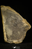 30492 - Top Rare Ampyx linleyensis Middle Ordovician Trilobite Pos/Neg - UK