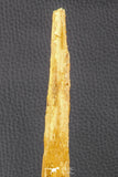 07039 - Museum Grade 11.02 Inch Alanqa saharica Cretaceous Azhdarchid Pterosaur Dentary Bone