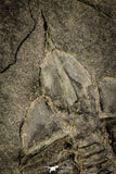 30492 - Top Rare Ampyx linleyensis Middle Ordovician Trilobite Pos/Neg - UK
