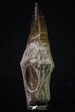 20352 - Top Huge Rooted 3.88 Inch Mosasaur (Prognathodon anceps) Tooth