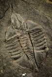 30492 - Top Rare Ampyx linleyensis Middle Ordovician Trilobite Pos/Neg - UK