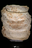 05370 - Top Beautiful Myliobatis Stingray Dental Plate Paleocene