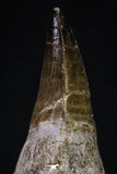 20352 - Top Huge Rooted 3.88 Inch Mosasaur (Prognathodon anceps) Tooth