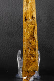 07039 - Museum Grade 11.02 Inch Alanqa saharica Cretaceous Azhdarchid Pterosaur Dentary Bone