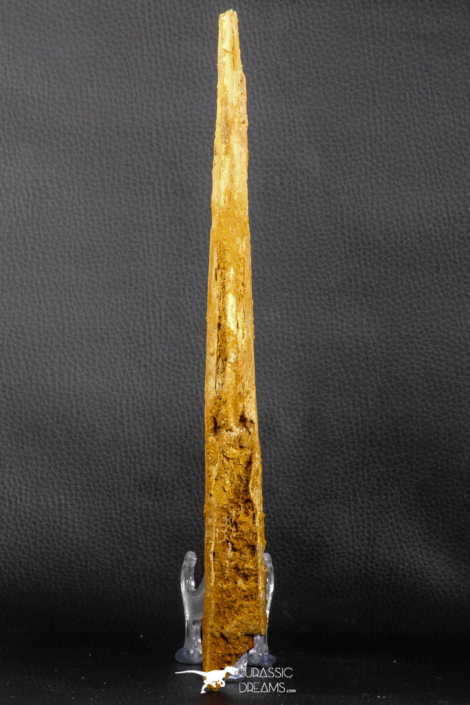 07039 - Museum Grade 11.02 Inch Alanqa saharica Cretaceous Azhdarchid Pterosaur Dentary Bone