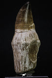 20352 - Top Huge Rooted 3.88 Inch Mosasaur (Prognathodon anceps) Tooth