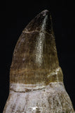 20352 - Top Huge Rooted 3.88 Inch Mosasaur (Prognathodon anceps) Tooth