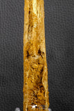 07039 - Museum Grade 11.02 Inch Alanqa saharica Cretaceous Azhdarchid Pterosaur Dentary Bone