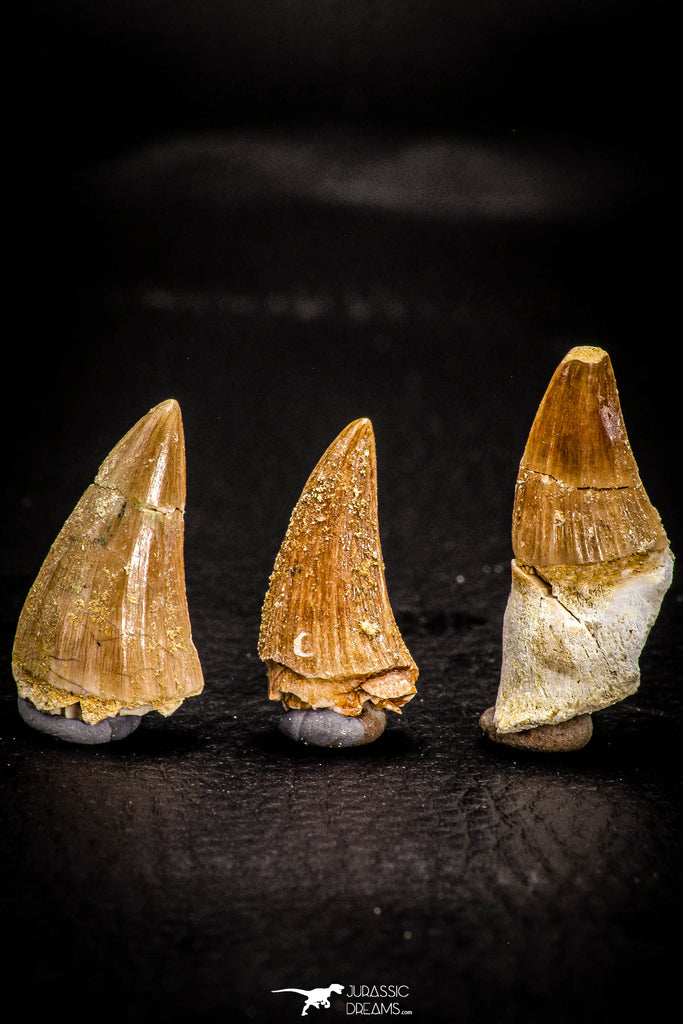 05371 - Great collection of 3 Platecarpus ptychodon (Mosasaur) Teeth