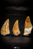 05371 - Great collection of 3 Platecarpus ptychodon (Mosasaur) Teeth