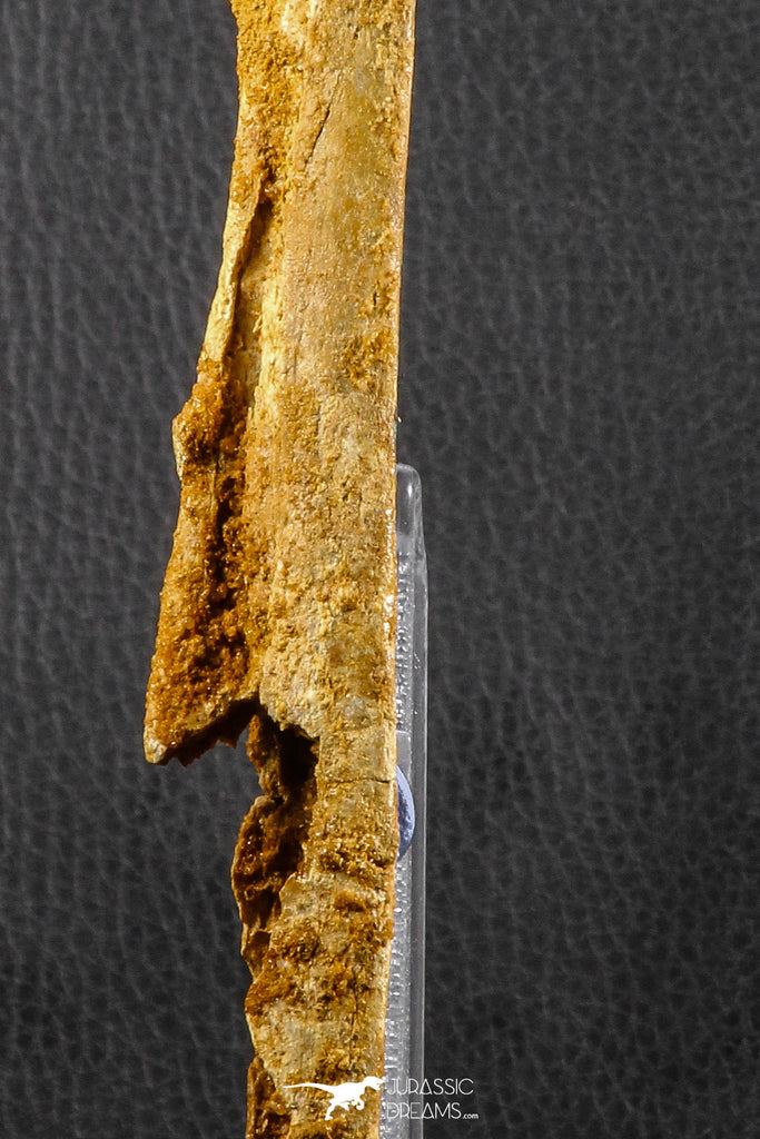 Museum Grade 11.02 Inch Alanqa saharica Cretaceous Azhdarchid Pterosaur ...