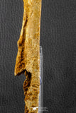 07039 - Museum Grade 11.02 Inch Alanqa saharica Cretaceous Azhdarchid Pterosaur Dentary Bone