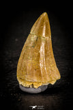 05371 - Great collection of 3 Platecarpus ptychodon (Mosasaur) Teeth