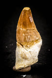 05371 - Great collection of 3 Platecarpus ptychodon (Mosasaur) Teeth