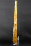 07039 - Museum Grade 11.02 Inch Alanqa saharica Cretaceous Azhdarchid Pterosaur Dentary Bone