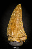 05371 - Great collection of 3 Platecarpus ptychodon (Mosasaur) Teeth