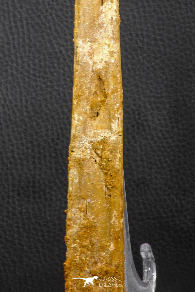 Museum Grade 11.02 Inch Alanqa saharica Cretaceous Azhdarchid Pterosaur ...